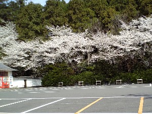 龍潭寺の桜