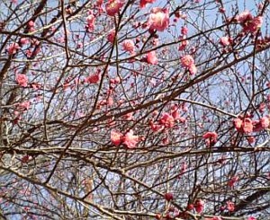 紅梅咲く