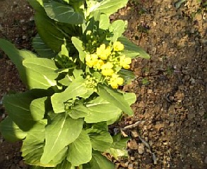 菜の花