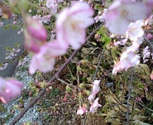 井伊谷宮の河津桜