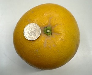 安政柑