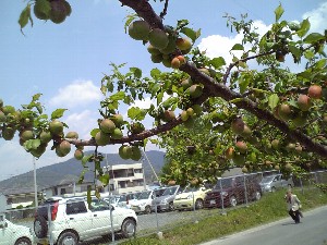 梅の実