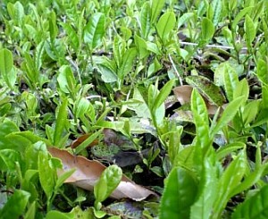 茶摘