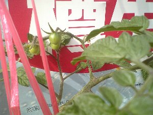 ど根性ミニトマト