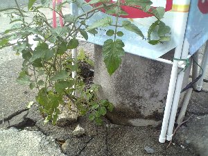 ど根性ミニトマト