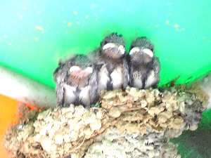 ツバメの巣立ち