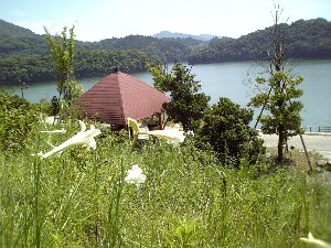 湖畔に咲く花