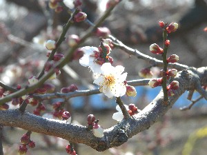 安間さんちの梅園