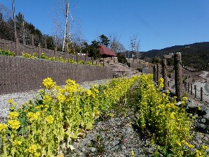 菜の花咲くいなさ湖