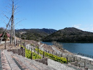 菜の花咲くいなさ湖