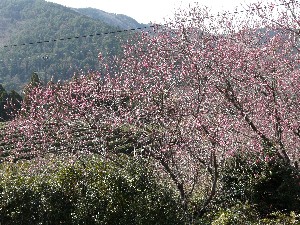 花桃の郷紀行