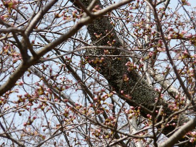 城山公園の桜３月２３日