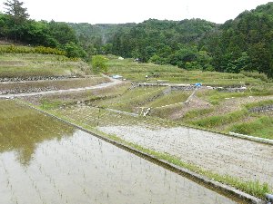 久留女木の棚田