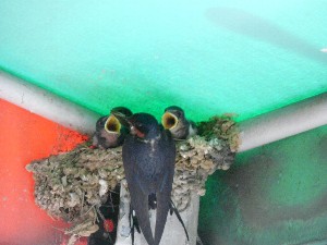 黄色い口ばし