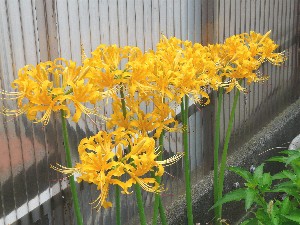 黄いない彼岸花