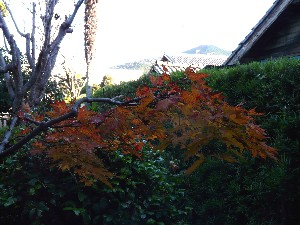 我が家の紅葉