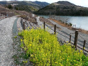 いなさ湖の菜の花