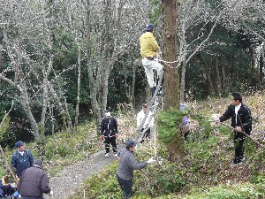桜の植樹