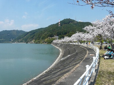 船明ダム湖畔の桜