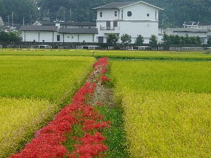 農道に咲く彼岸花
