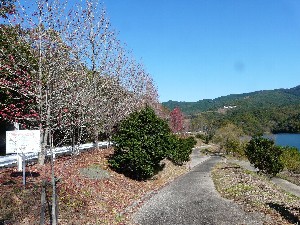 いなさ湖の秋パート３