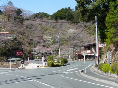 奥山の桜