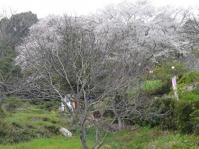 城山公園桜まつり