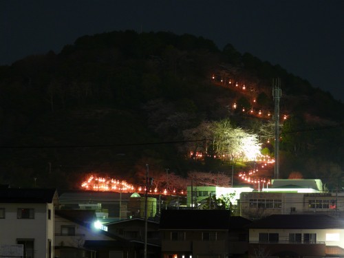 城山公園の夜桜その２