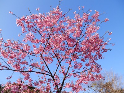 睦桜が満開