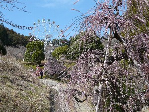 しだれ梅スライドショー