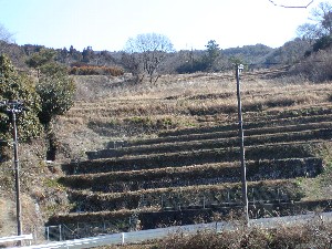 棚田の春