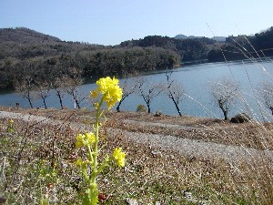いなさ湖の春