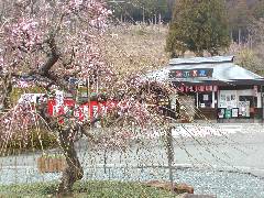 梅の杉山園