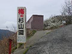 梅の杉山園