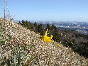 竜ヶ石山の水仙