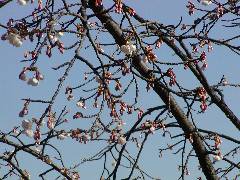 開花宣言