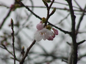 城山公園開花