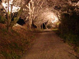 夜桜のトンネル