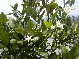 ミカンの花の咲く丘