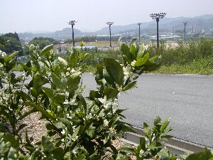 ミカンの花の咲く丘