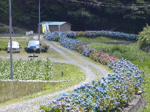 アジサイまつり