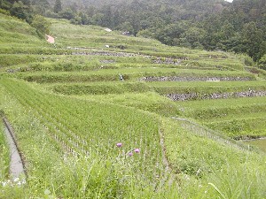 棚田のアザミ