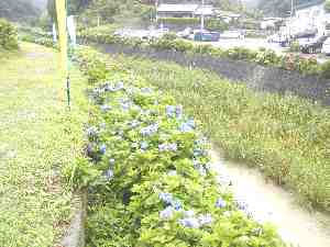 霧のいなさ湖