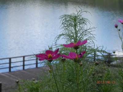 いなさ湖畔の花