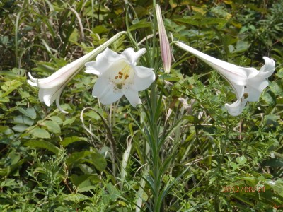 いなさ湖畔の花