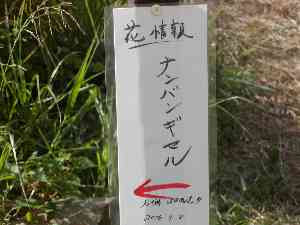ナンバンギセル