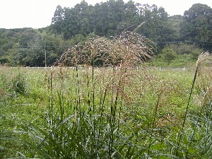 お月見