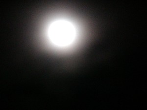 お月見出来ました