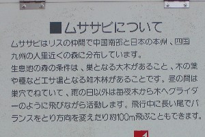 渭井神社祭典