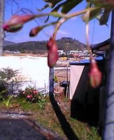 つぼみ膨らむ